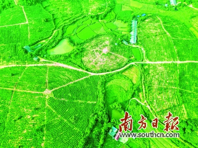 茶葉.jpg