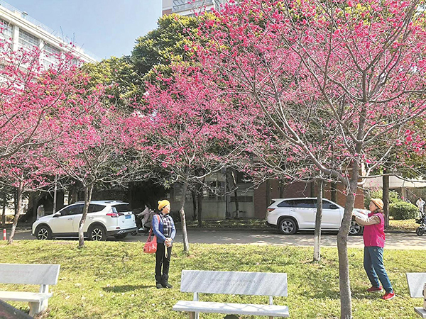 華南農業大學內，櫻花已在怒放。